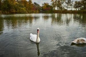 A bird on the water, Toronto, ON