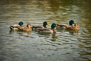 Birds on the water, Toronto, ON