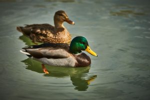 A bird on the water, Toronto, ON