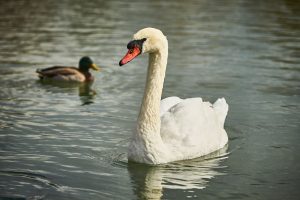 A bird on the water, Toronto, ON