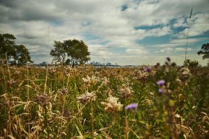 A park near Humber Bay Shores, ON