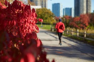 A park near Humber Bay Shores, ON