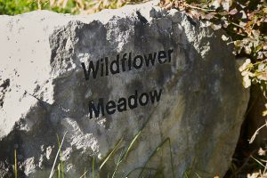 Wildflower Meadow, Toronto, ON