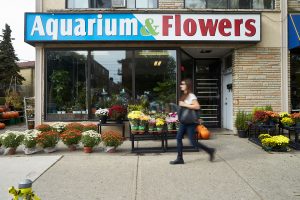 Aquarium Flowers, Toronto, ON