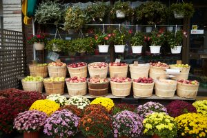 Local fruit retailer, Toronto, ON