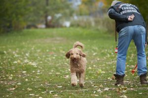 Dog running through park